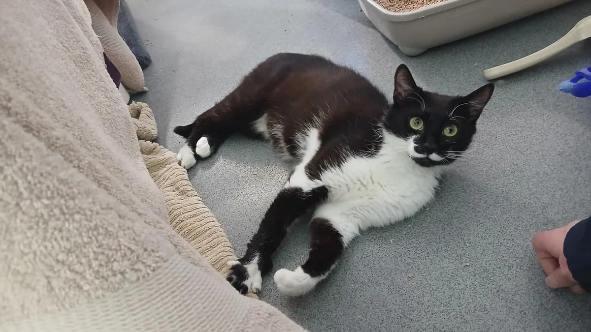 Pawpaw, female young mixed breed for adoption at Battersea Dogs & Cats Home, London