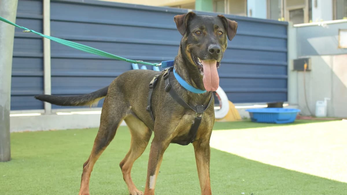 Peach, female young German Shepherd for adoption at Battersea Dogs & Cats Home, London