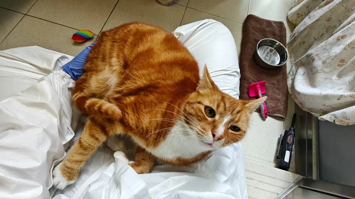 Peanut, male senior mixed breed for adoption at Battersea Dogs & Cats Home, London