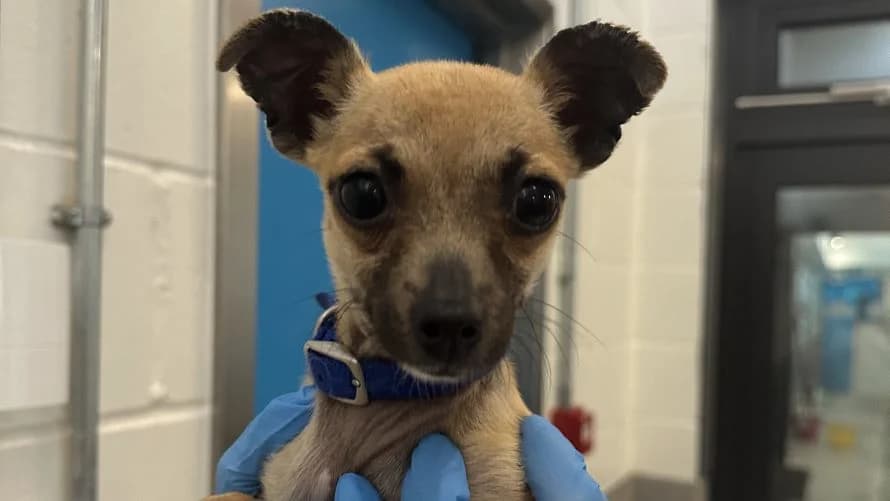 PeeWee, male puppy Chihuahua for adoption at Battersea Dogs & Cats Home, London