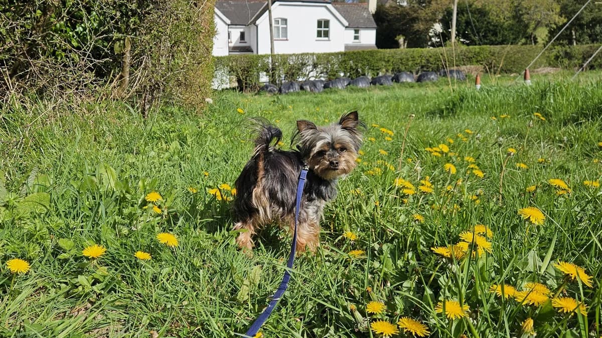 Penny, female 5yo Yorkshire Terrier for adoption at Battersea Dogs & Cats Home, London