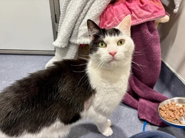 Peter,  (Battersea Dogs & Cats Home)