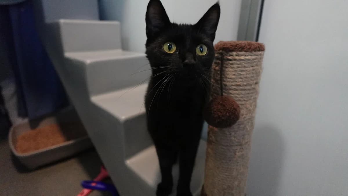 Petulia, female puppy mixed breed for adoption at Battersea Dogs & Cats Home, London