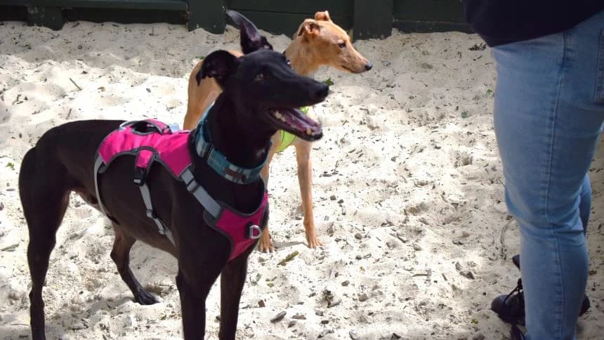 Phoebe (and Alfie), female 3yo Greyhound for adoption at Battersea Dogs & Cats Home, London