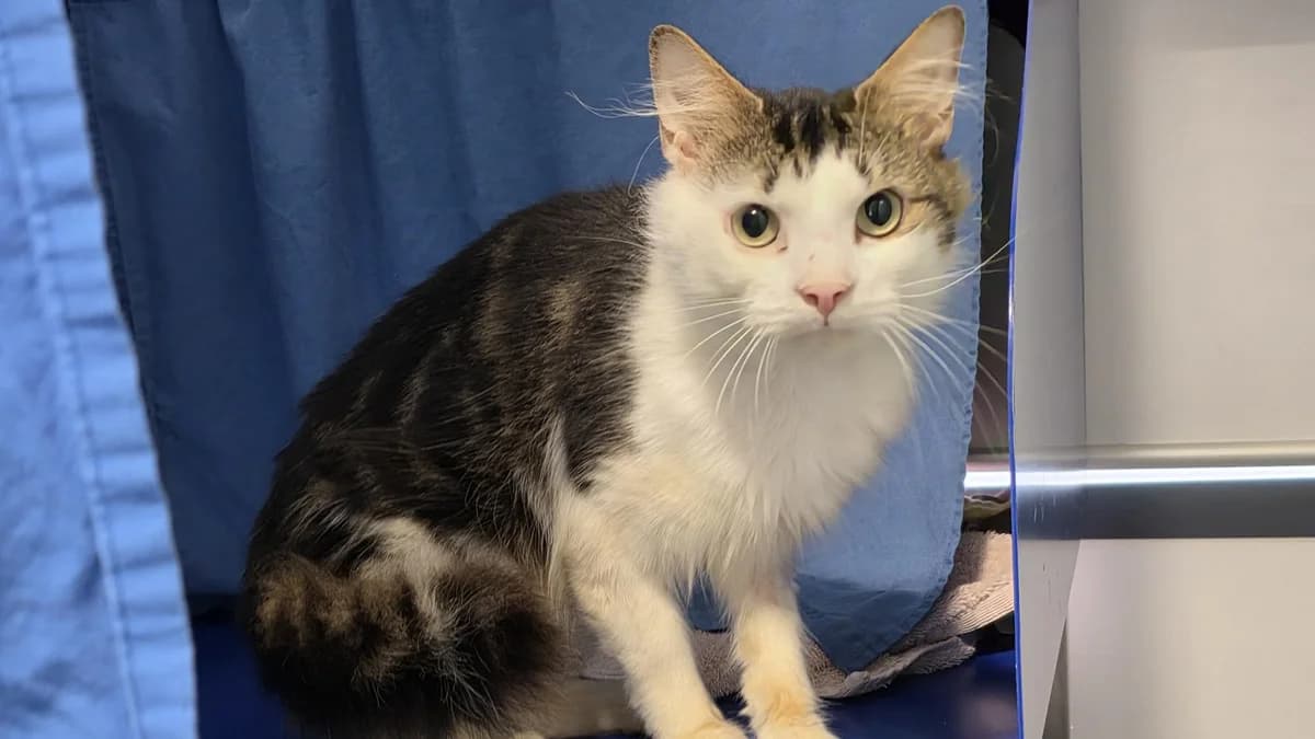 Piccalilli, male young mixed breed for adoption at Battersea Dogs & Cats Home, London