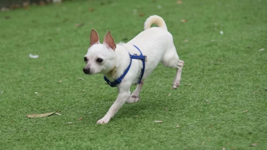 Pickle, female 3yo Chihuahua for adoption at Battersea Dogs & Cats Home, London