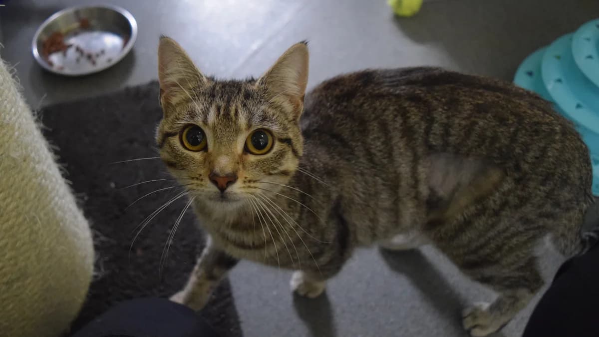 Pie (and Pudding), female puppy mixed breed for adoption at Battersea Dogs & Cats Home, London
