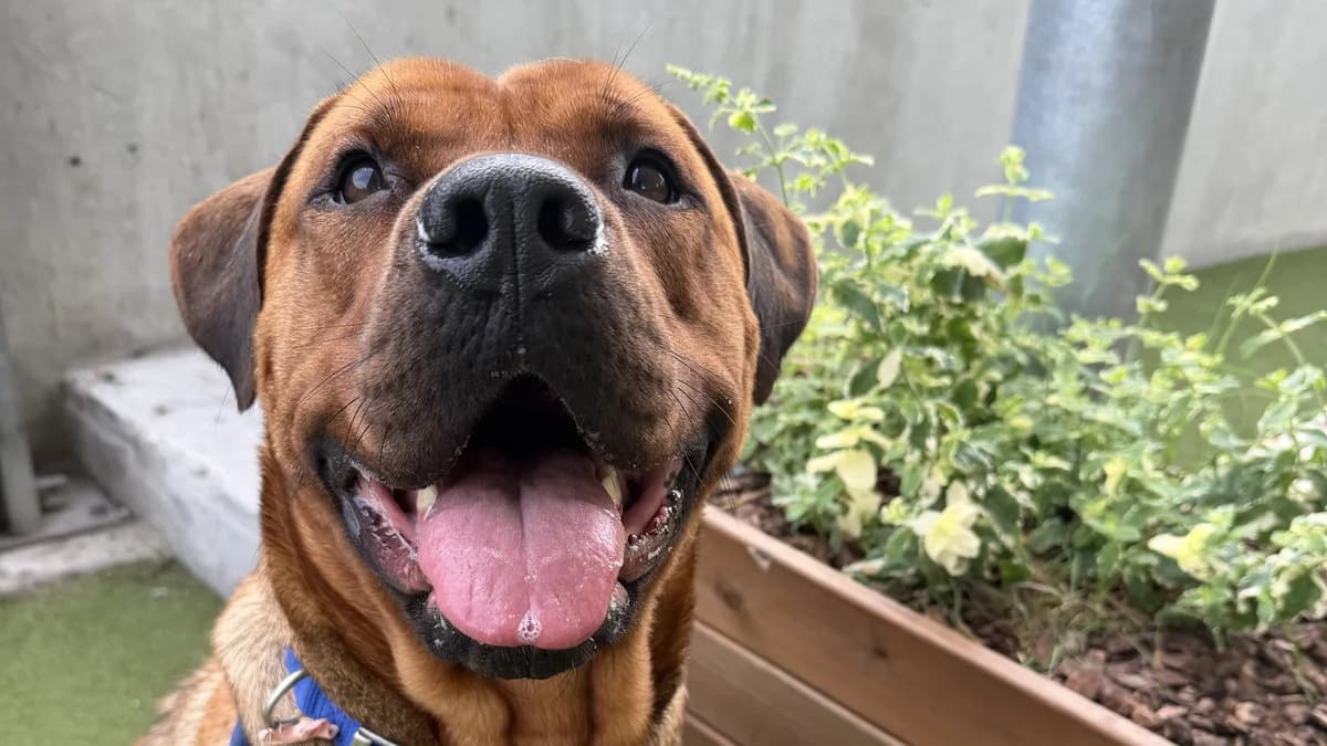 Pigsy, female 3yo Cane Corso for adoption at Battersea Dogs & Cats Home, London