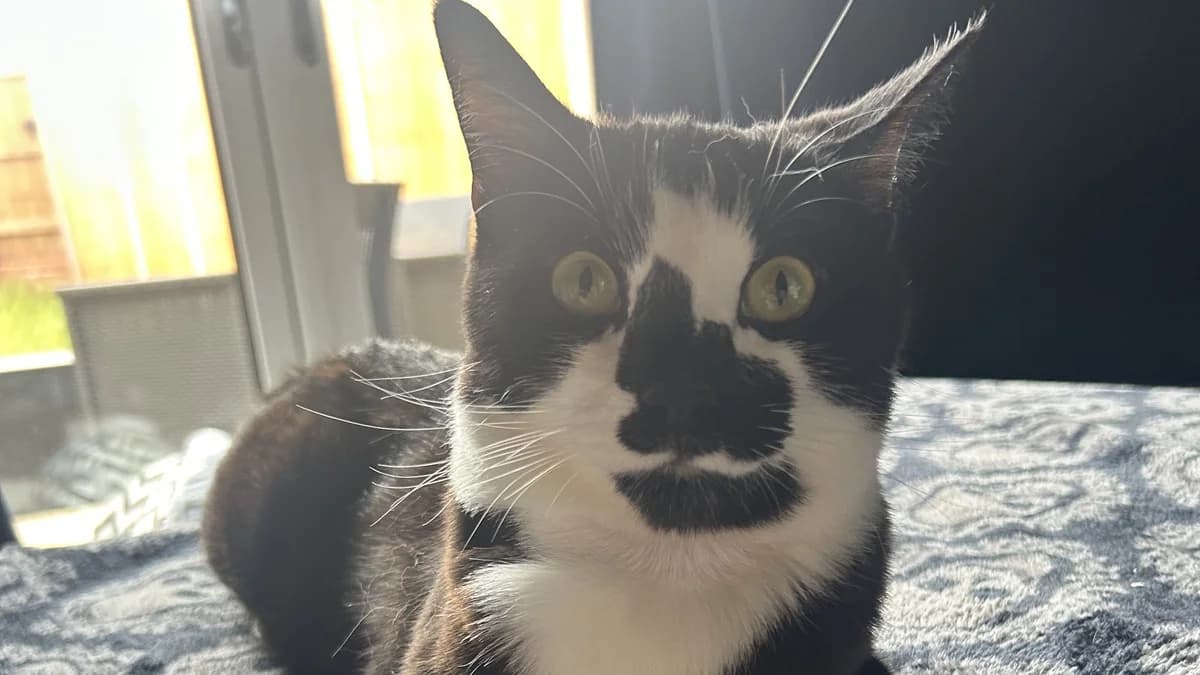 Pimlico, male young mixed breed for adoption at Battersea Dogs & Cats Home, London