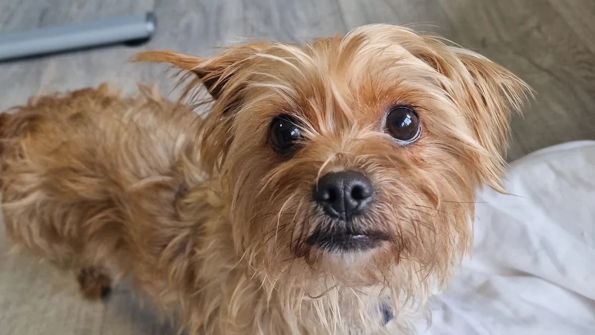 Piper, female 3yo Yorkshire Terrier for adoption at Battersea Dogs & Cats Home, London