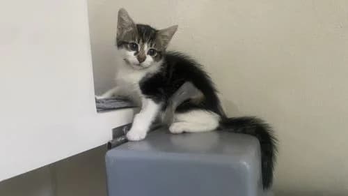 Pitta, female puppy mixed breed for adoption at Battersea Dogs & Cats Home, London