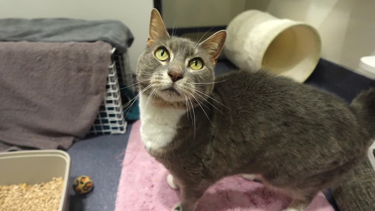 Pixel, female senior mixed breed for adoption at Battersea Dogs & Cats Home, London