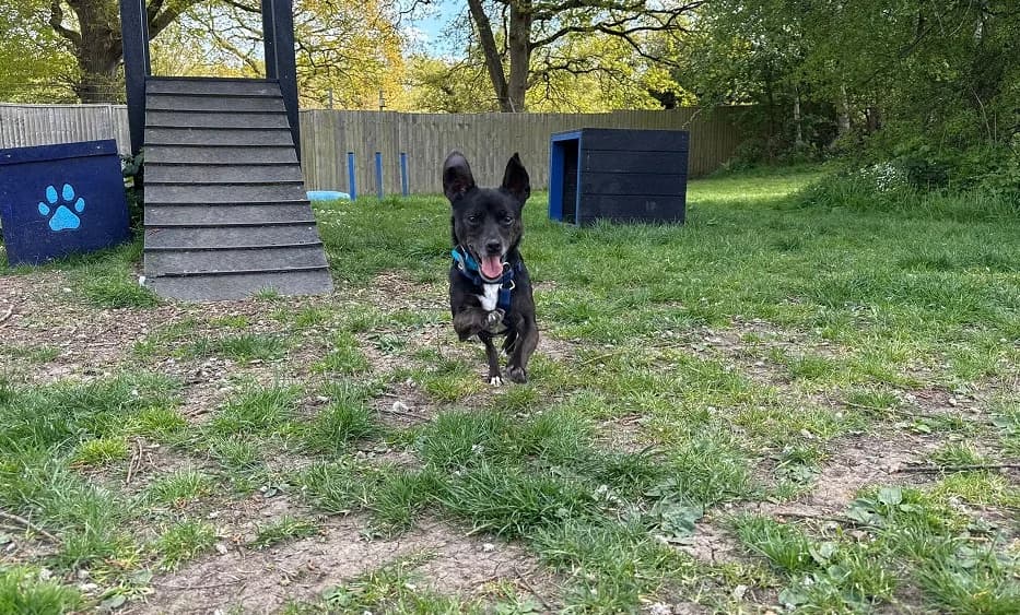 Pixie, female 4yo Jack Russell Terrier for adoption at Battersea Dogs & Cats Home, London