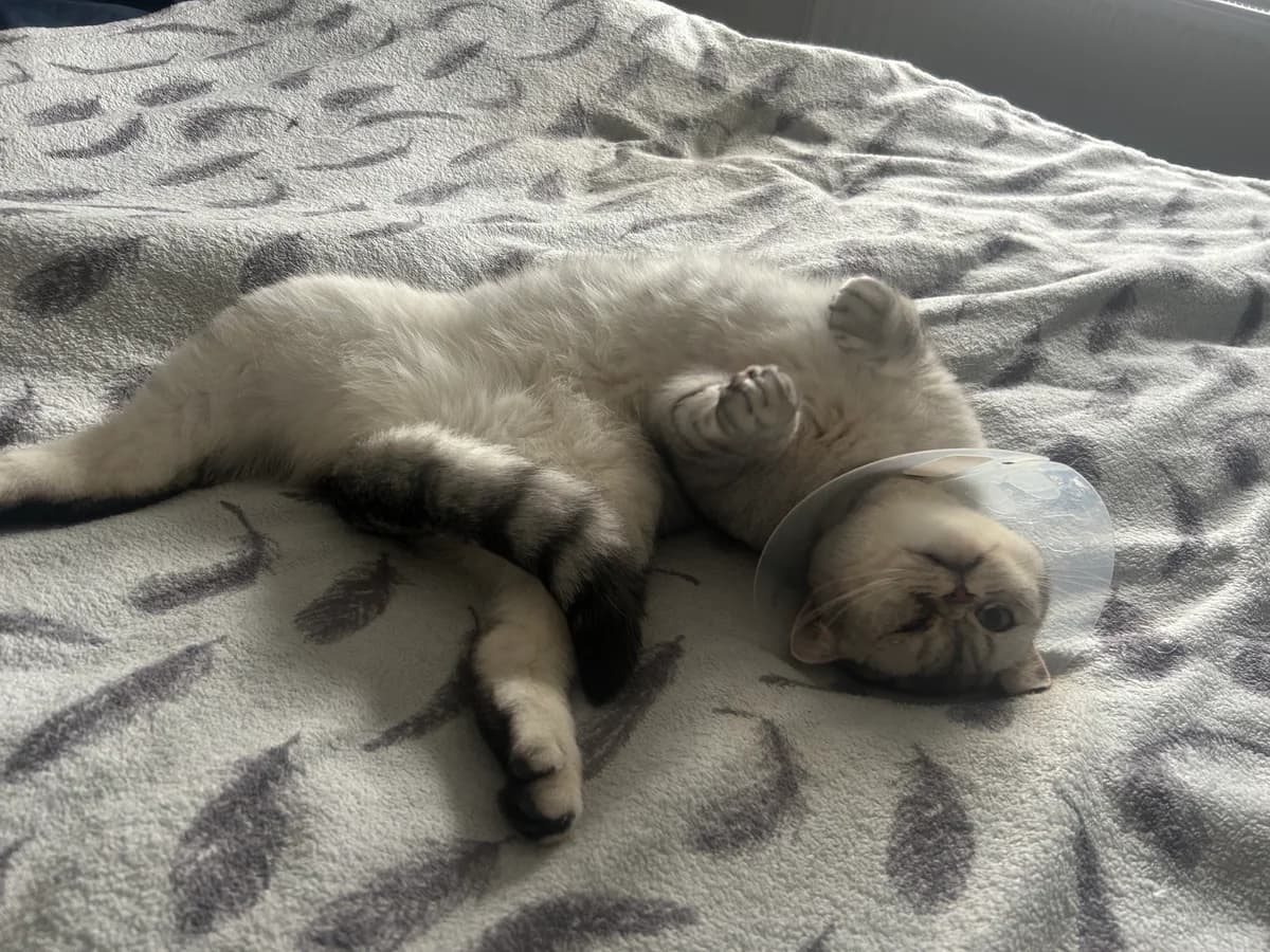 Pluto, male young Persian for adoption at Battersea Dogs & Cats Home, London
