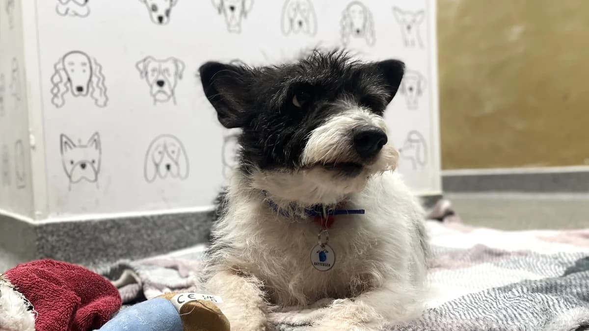 Poppy, female senior mixed breed for adoption at Battersea Dogs & Cats Home, London