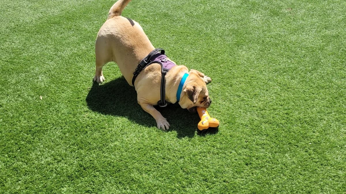 Potato, female young Pug for adoption at Battersea Dogs & Cats Home, London