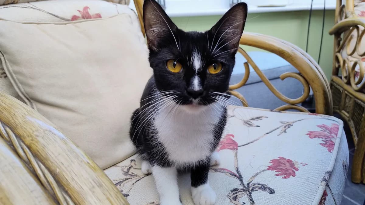Precious, female young mixed breed for adoption at Battersea Dogs & Cats Home, London