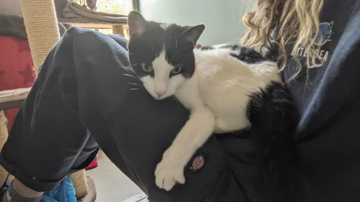 Presley, male senior mixed breed for adoption at Battersea Dogs & Cats Home, London
