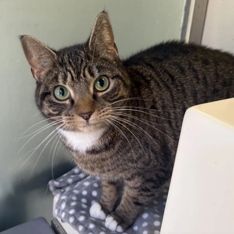 Princess, female senior mixed breed for adoption at Battersea Dogs & Cats Home, London