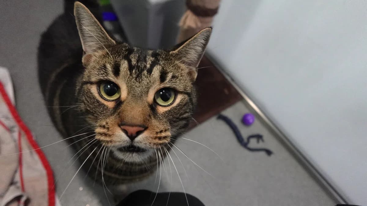 Promise, male 5yo mixed breed for adoption at Battersea Dogs & Cats Home, London