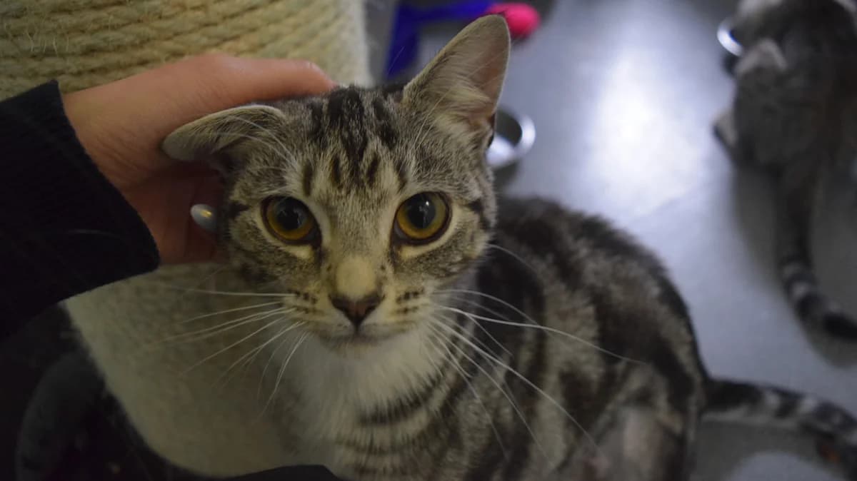 Pudding (and Pie), female puppy mixed breed for adoption at Battersea Dogs & Cats Home, London