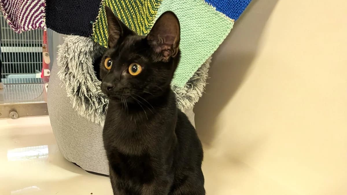 Pugsley, male puppy mixed breed for adoption at Battersea Dogs & Cats Home, London