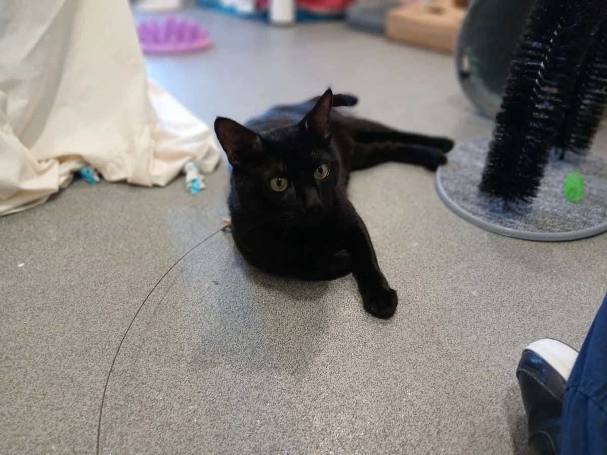Puma, male 4yo mixed breed for adoption at Battersea Dogs & Cats Home, London