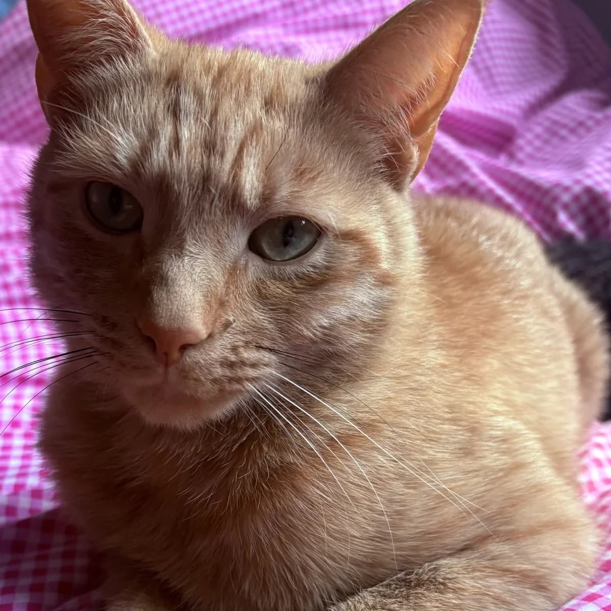 Pumpkin, male 3yo mixed breed for adoption at Battersea Dogs & Cats Home, London