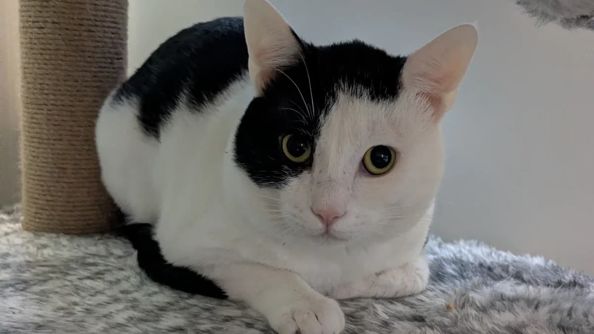 The Pumpkin King, male young mixed breed for adoption at Battersea Dogs & Cats Home, London