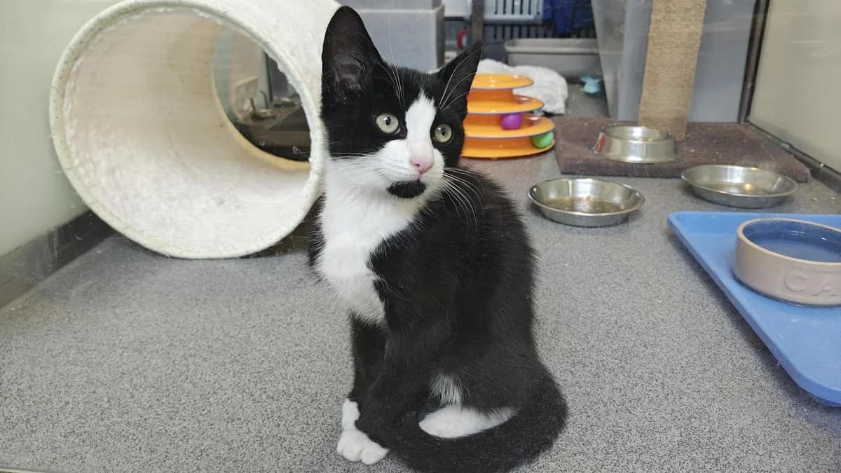 Purrcy, male mixed breed for adoption at Battersea Dogs & Cats Home, London