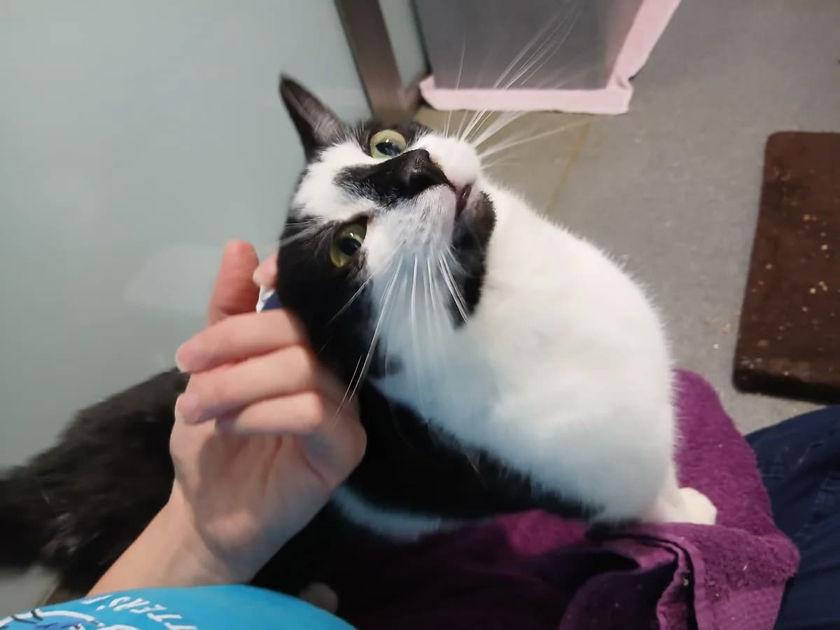 Queenie, female 4yo mixed breed for adoption at Battersea Dogs & Cats Home, London