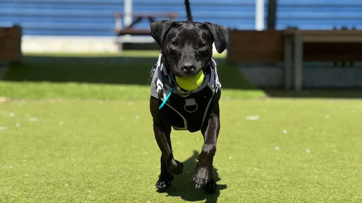 Rambo, male 4yo mixed breed for adoption at Battersea Dogs & Cats Home, London