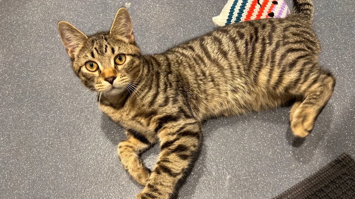 Reed, male mixed breed for adoption at Battersea Dogs & Cats Home, London