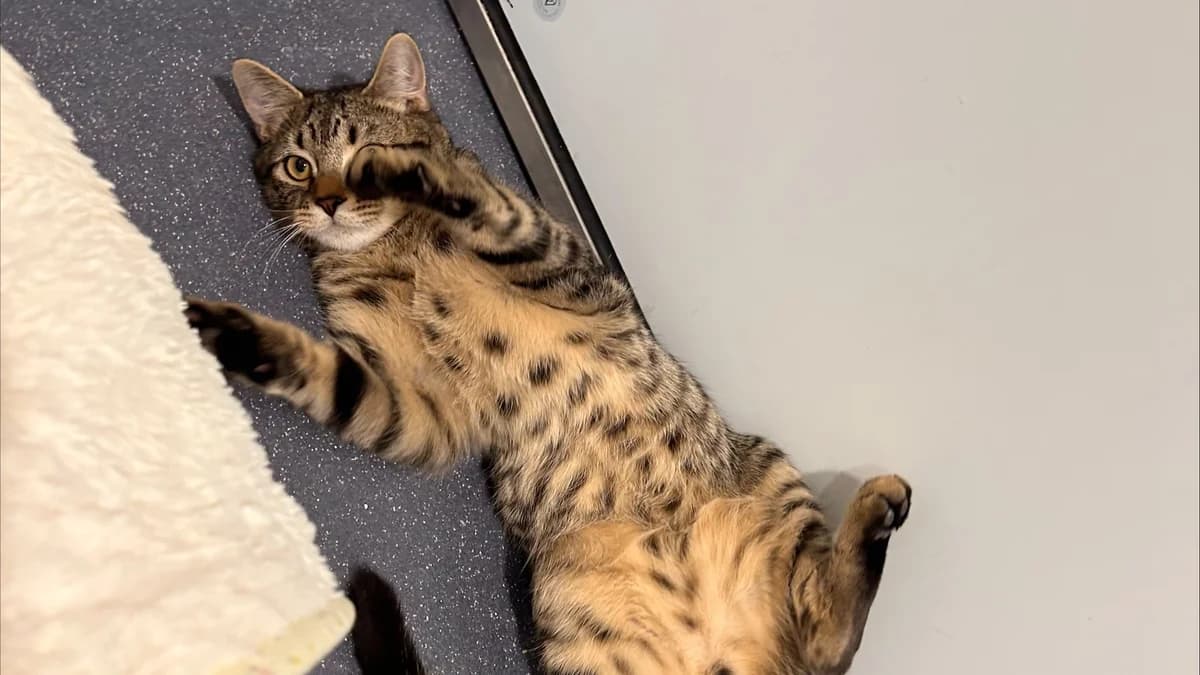 Reed, male mixed breed for adoption at Battersea Dogs & Cats Home, London — photo 2 of 9