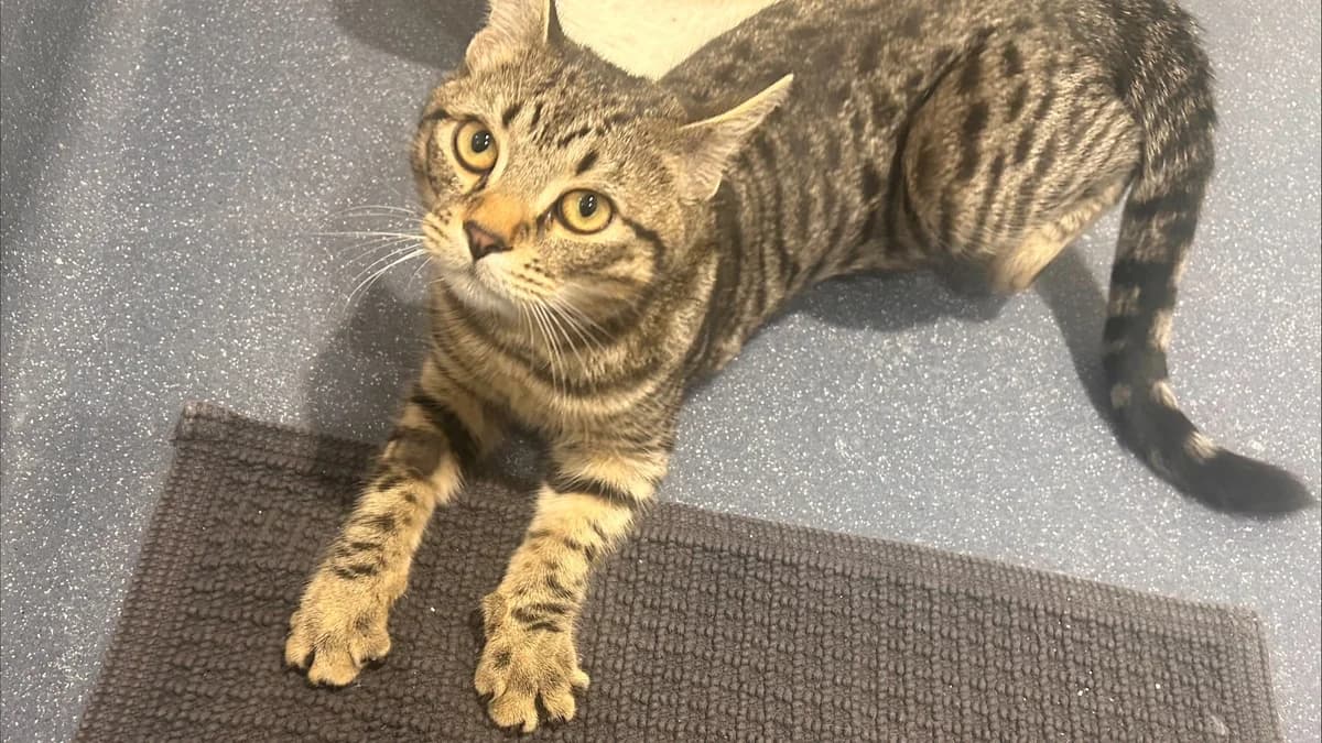 Reed, male mixed breed for adoption at Battersea Dogs & Cats Home, London — photo 3 of 9