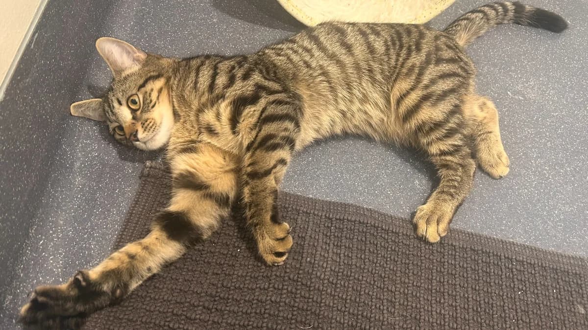 Reed, male mixed breed for adoption at Battersea Dogs & Cats Home, London — photo 4 of 9