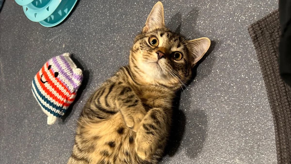 Reed, male mixed breed for adoption at Battersea Dogs & Cats Home, London — photo 5 of 9