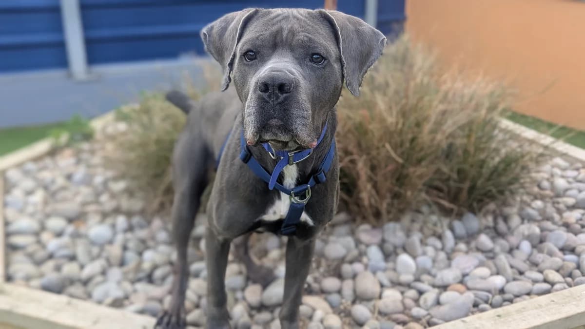 Reign, female 4yo Cane Corso for adoption at Battersea Dogs & Cats Home, London