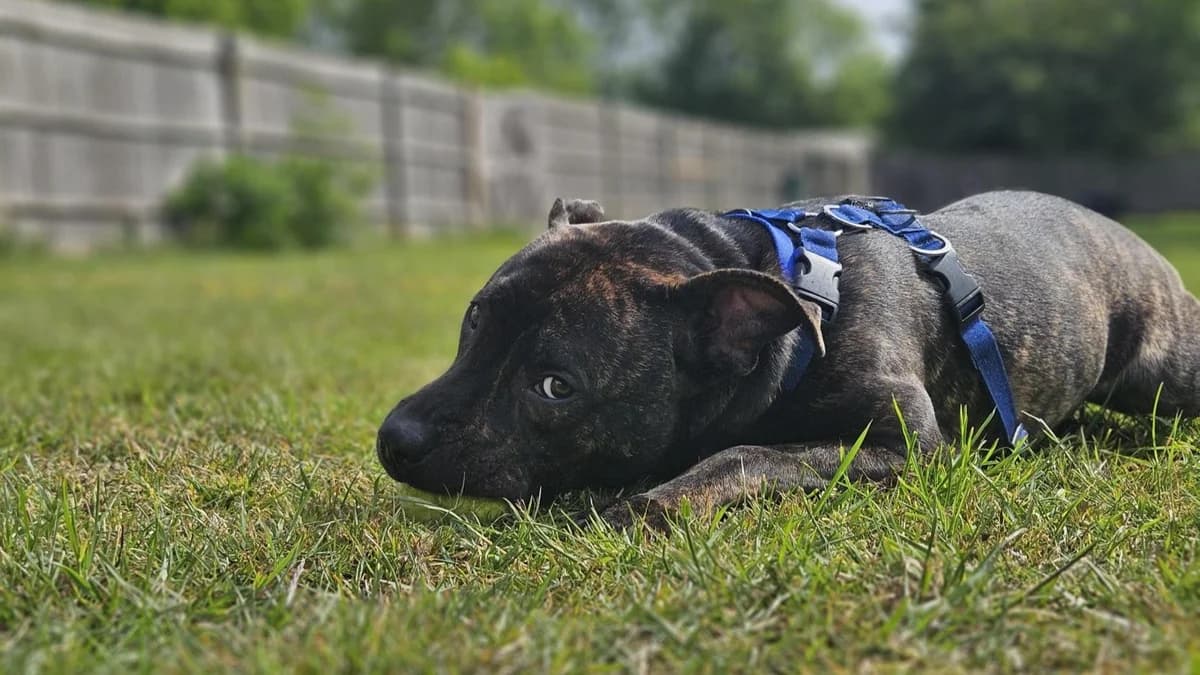 Rex, male puppy mixed breed for adoption at Battersea Dogs & Cats Home, London