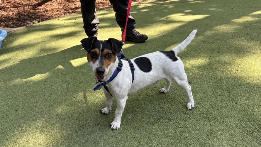 Rhodri, male young mixed breed for adoption at Battersea Dogs & Cats Home, London