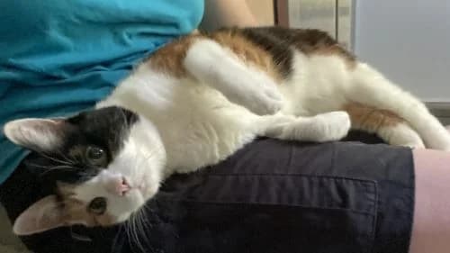 Ria, female senior mixed breed for adoption at Battersea Dogs & Cats Home, London