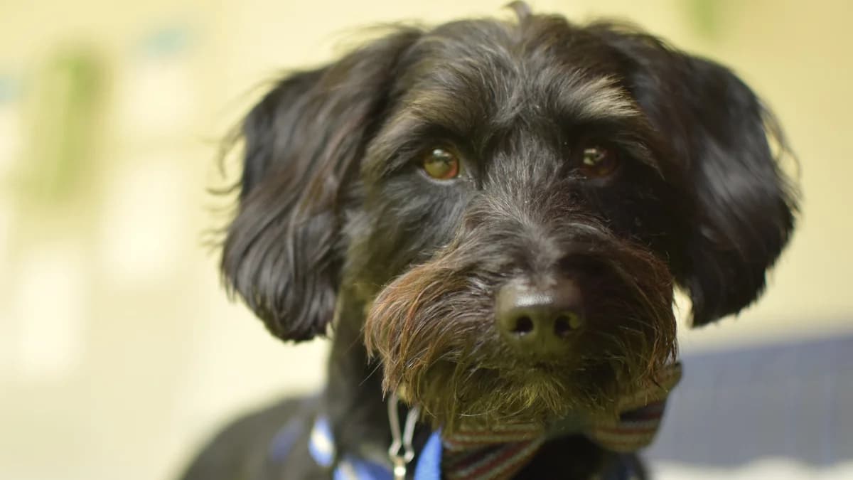 Ricky, male 3yo Poodle for adoption at Battersea Dogs & Cats Home, London
