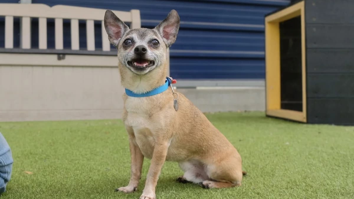 Riley, male senior Chihuahua for adoption at Battersea Dogs & Cats Home, London