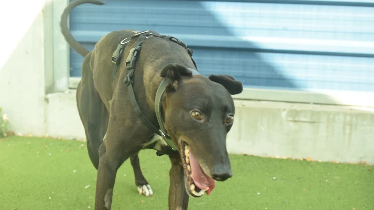 Roar, male 7yo Greyhound for adoption at Battersea Dogs & Cats Home, London