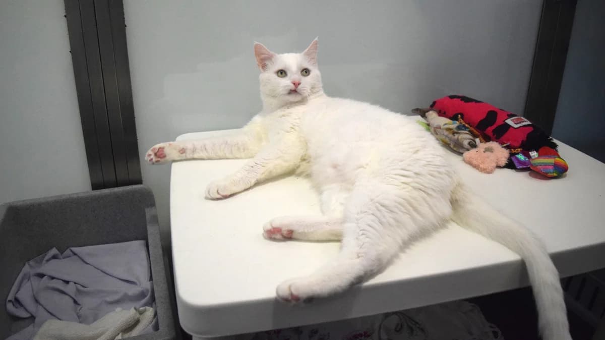 Rob Beckcat, male senior mixed breed for adoption at Battersea Dogs & Cats Home, London