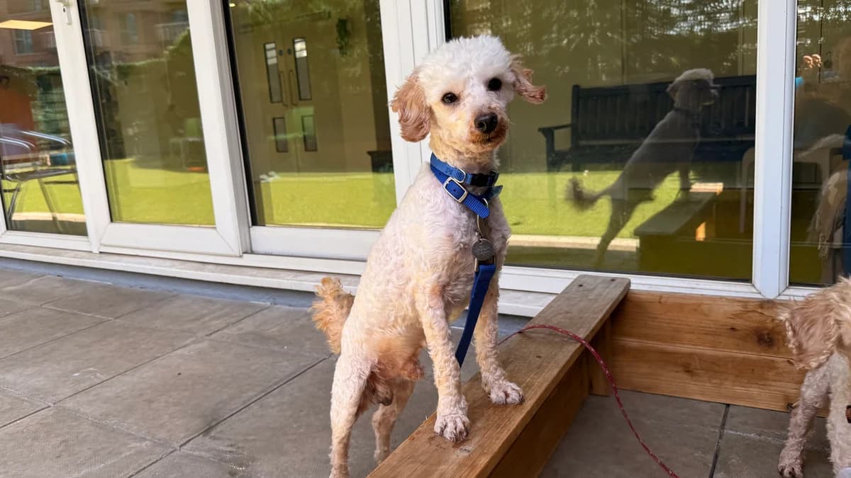 Robbie, male 5yo Poodle for adoption at Battersea Dogs & Cats Home, London