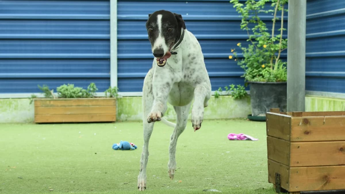 Robin, male Greyhound for adoption at Battersea Dogs & Cats Home, London