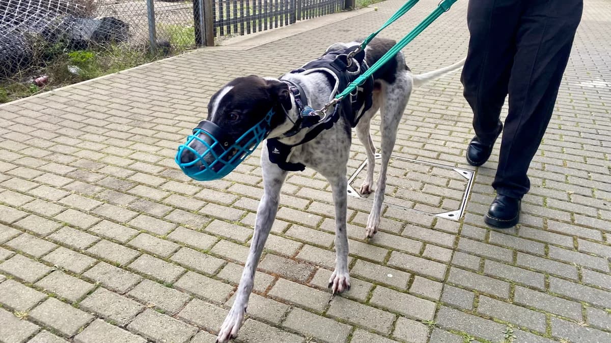 Robin, male Greyhound for adoption at Battersea Dogs & Cats Home, London — photo 2 of 8