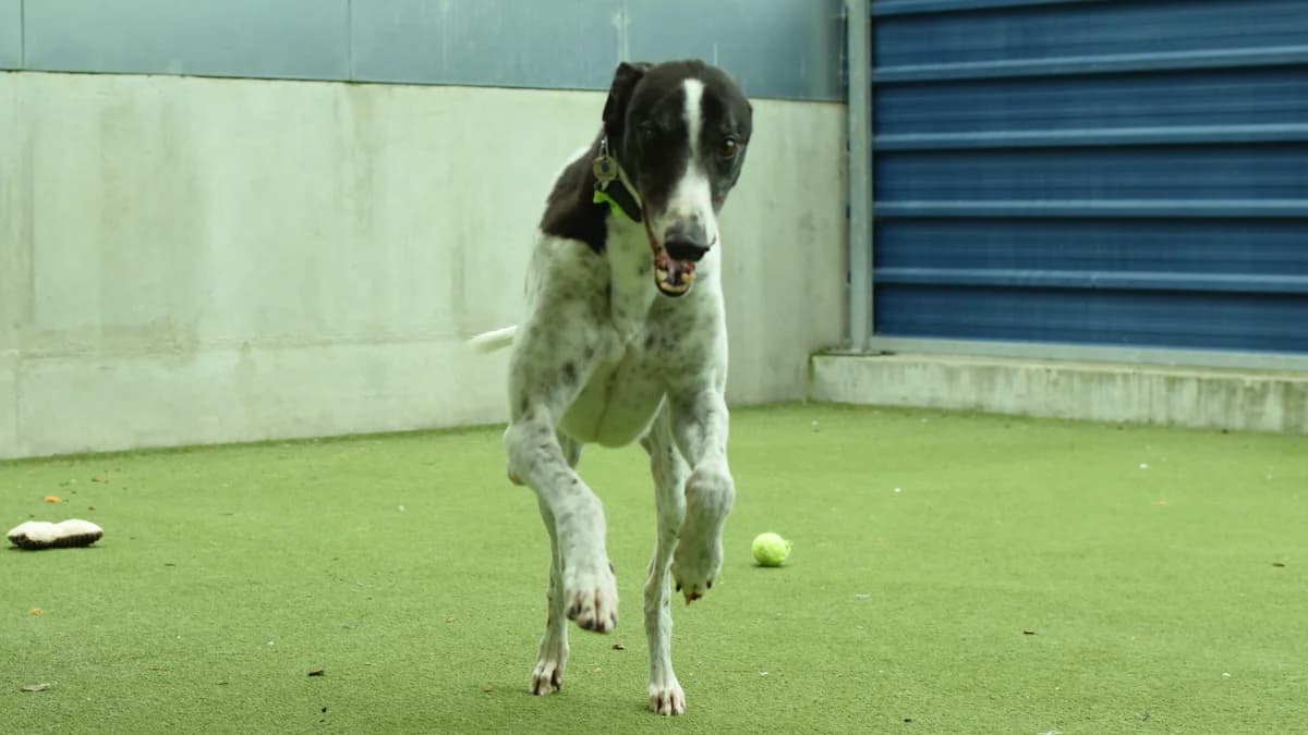 Robin, male Greyhound for adoption at Battersea Dogs & Cats Home, London — photo 3 of 8