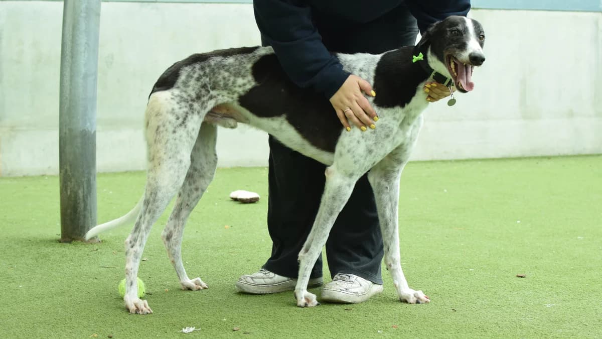 Robin, male Greyhound for adoption at Battersea Dogs & Cats Home, London — photo 4 of 8